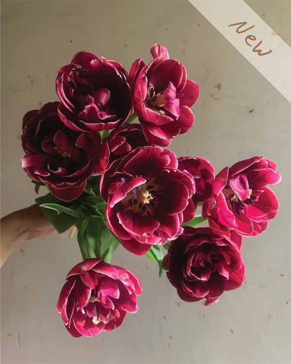 Tulip 'Dream Touch'