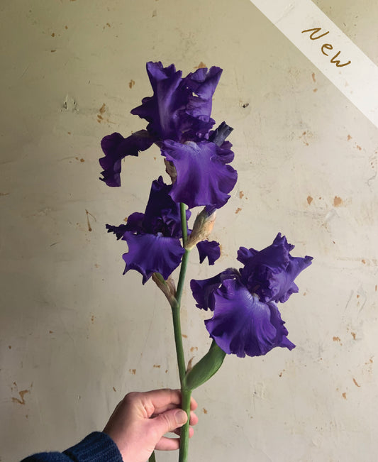 A hand holding a single stem of vibrant royal blue iris flowers against a textured, light green wall. A diagonal white banner in the top right corner reads 'New'.