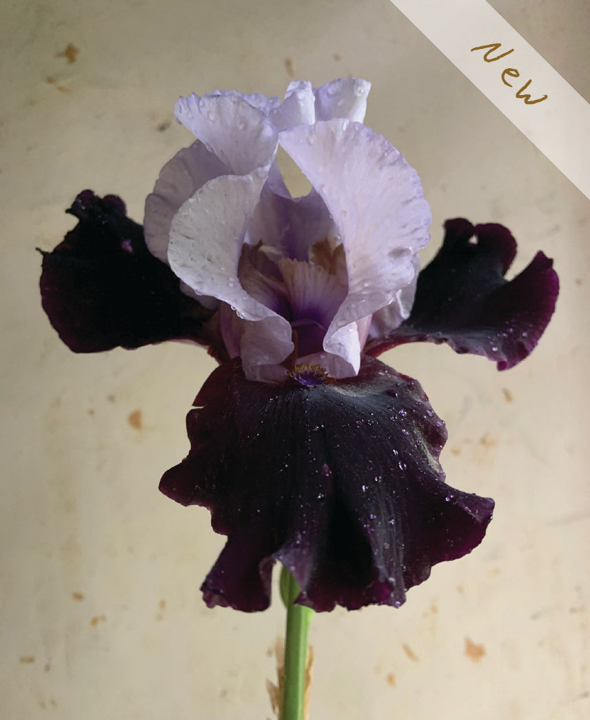 A single iris flower with pale lavender upper petals and very dark purple to near-black lower petals, photographed against a light beige background. A diagonal white banner in the top-right corner reads 'New'.