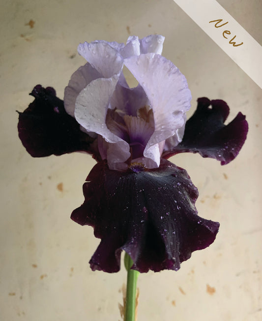 A single iris flower with pale lavender upper petals and very dark purple to near-black lower petals, photographed against a light beige background. A diagonal white banner in the top-right corner reads 'New'.