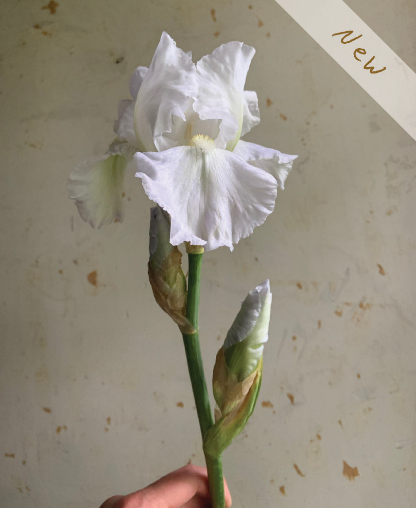 A single white iris flower with green stem and buds, held against a textured off-white background. A small diagonal banner in the top right reads 'New'.