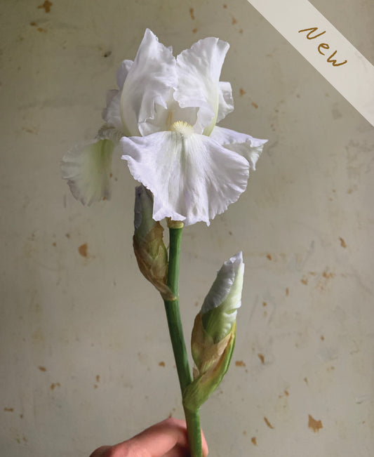 A single white iris flower with green stem and buds, held against a textured off-white background. A small diagonal banner in the top right reads 'New'.