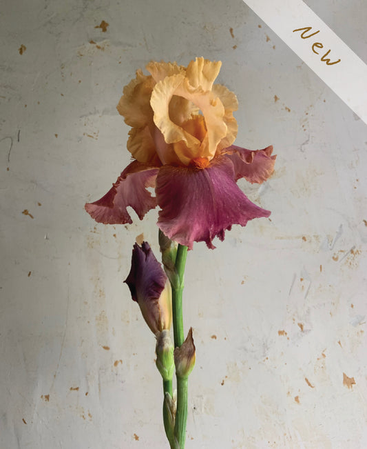 A single irises flower with a peach-orange upper bloom, deep purple lower petals, and a green stem with a closed bud, set against a textured off-white background with a 'New' label in the top right corner.