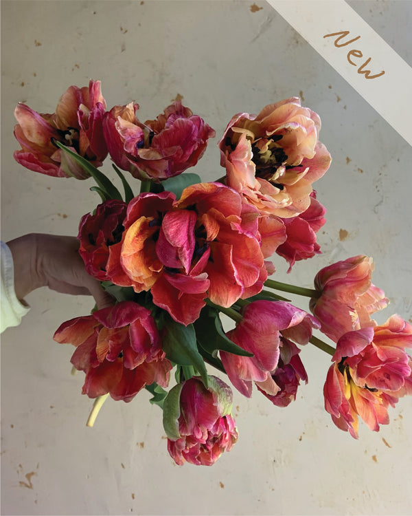Tulip 'Verona Sunrise'