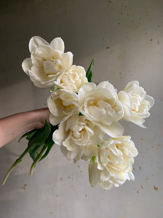 White Tulips