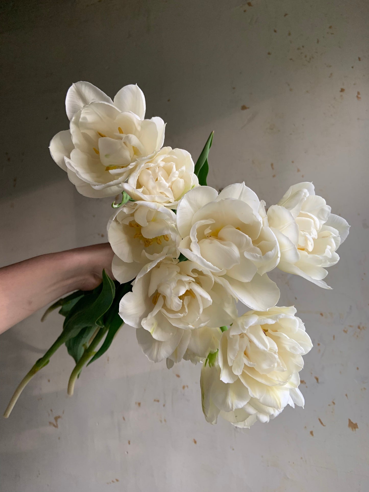 Tulip Collection 'Old Penny'