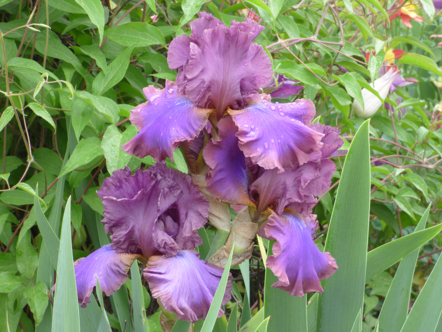 Iris Collection 'Bearded Border 2.0'