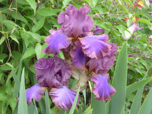 Bearded Iris 'Cantina'
