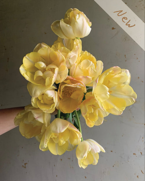 A bouquet of pale yellow tulips with soft peach undertones, held by a person's hand against a textured gray wall. A diagonal banner in the top right corner reads 'New'.