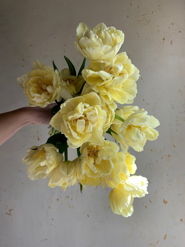 Tulip 'Avant Garde'