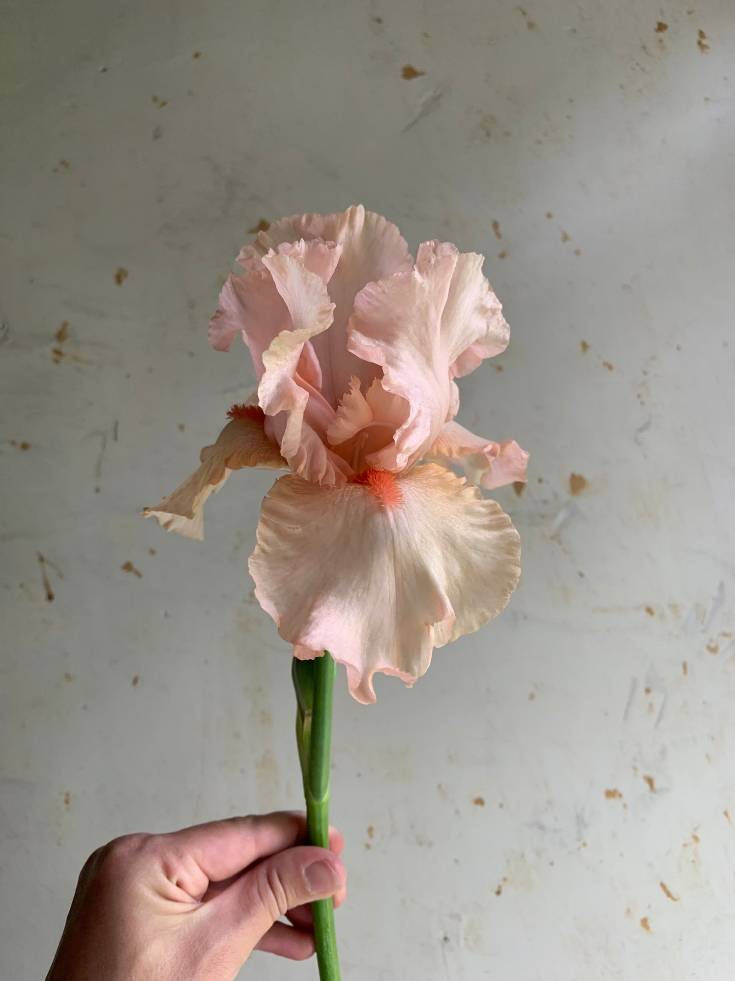 Bearded Iris 'Pink Attraction'