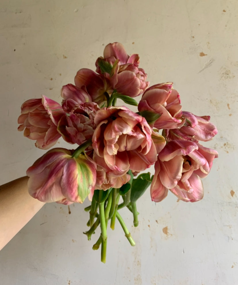 Tulip 'La Belle Epoque'