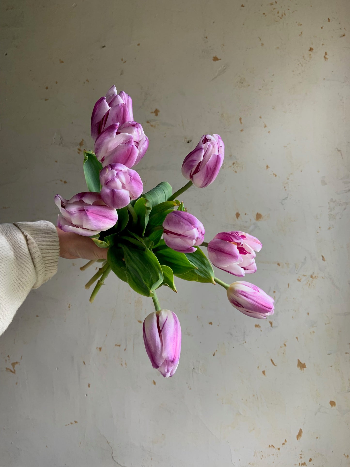 Tulip Collection 'Candy Shoppe'