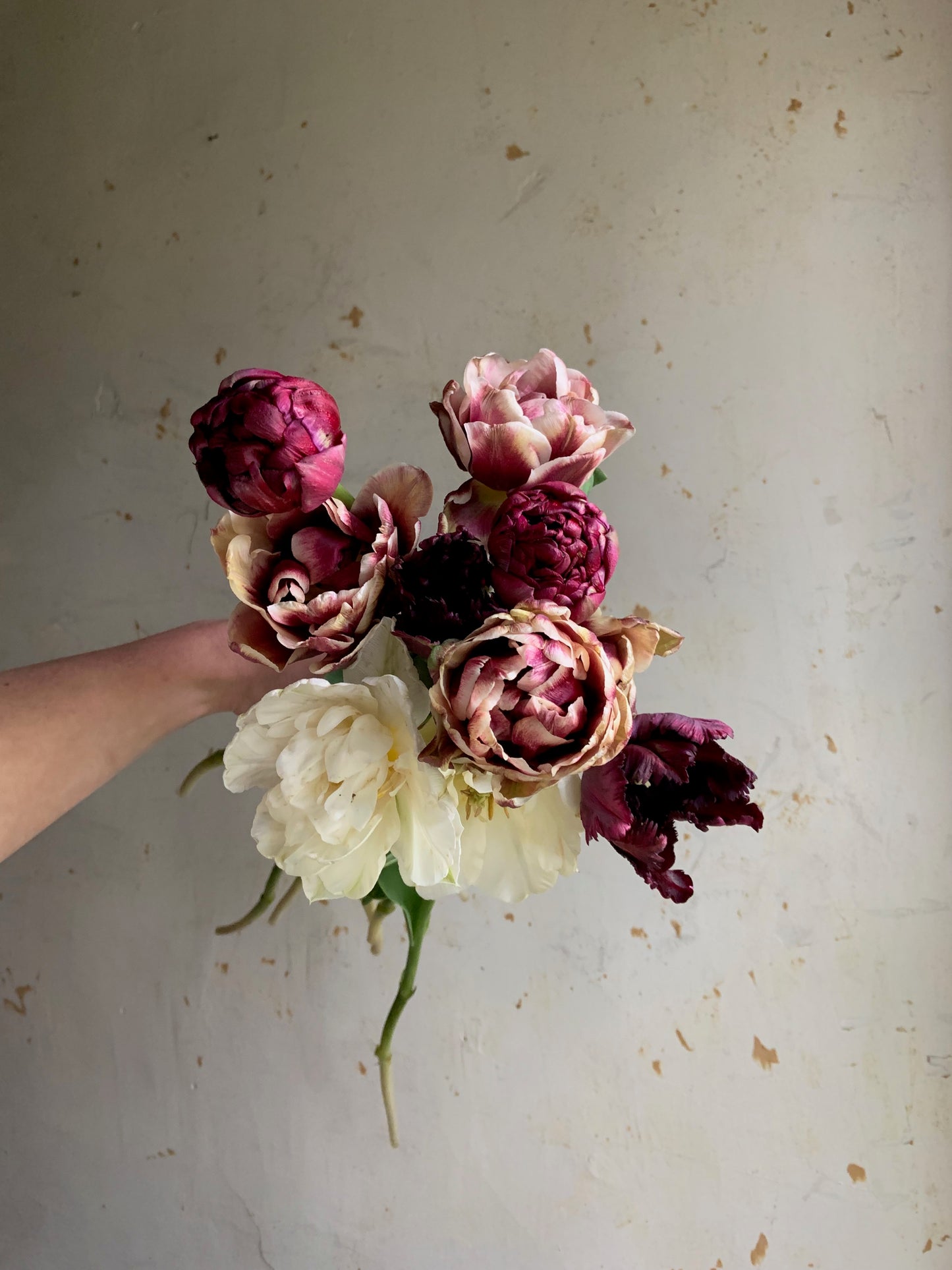 Tulip Collection 'Cabaret'