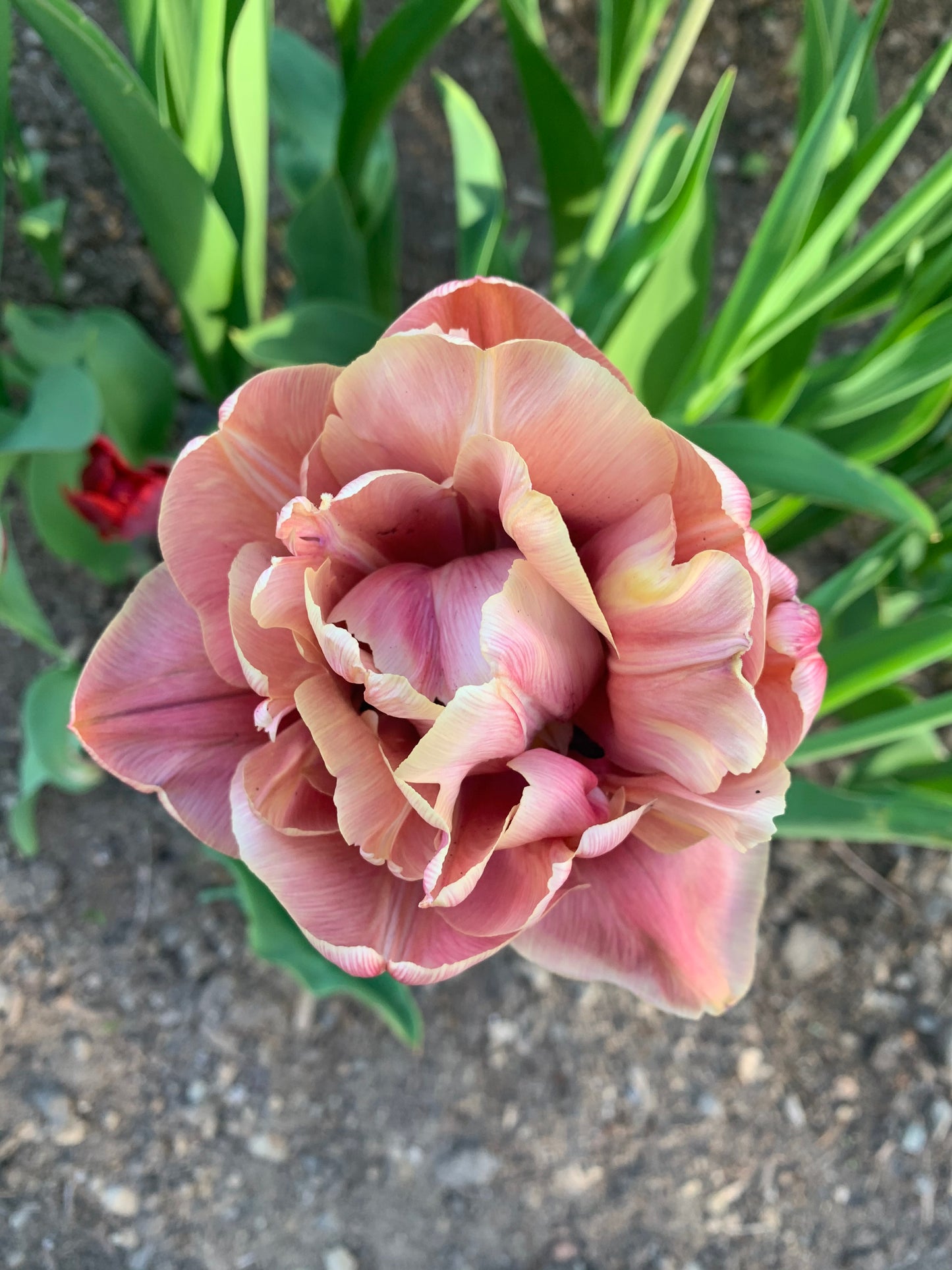Tulip 'La Belle Epoque'