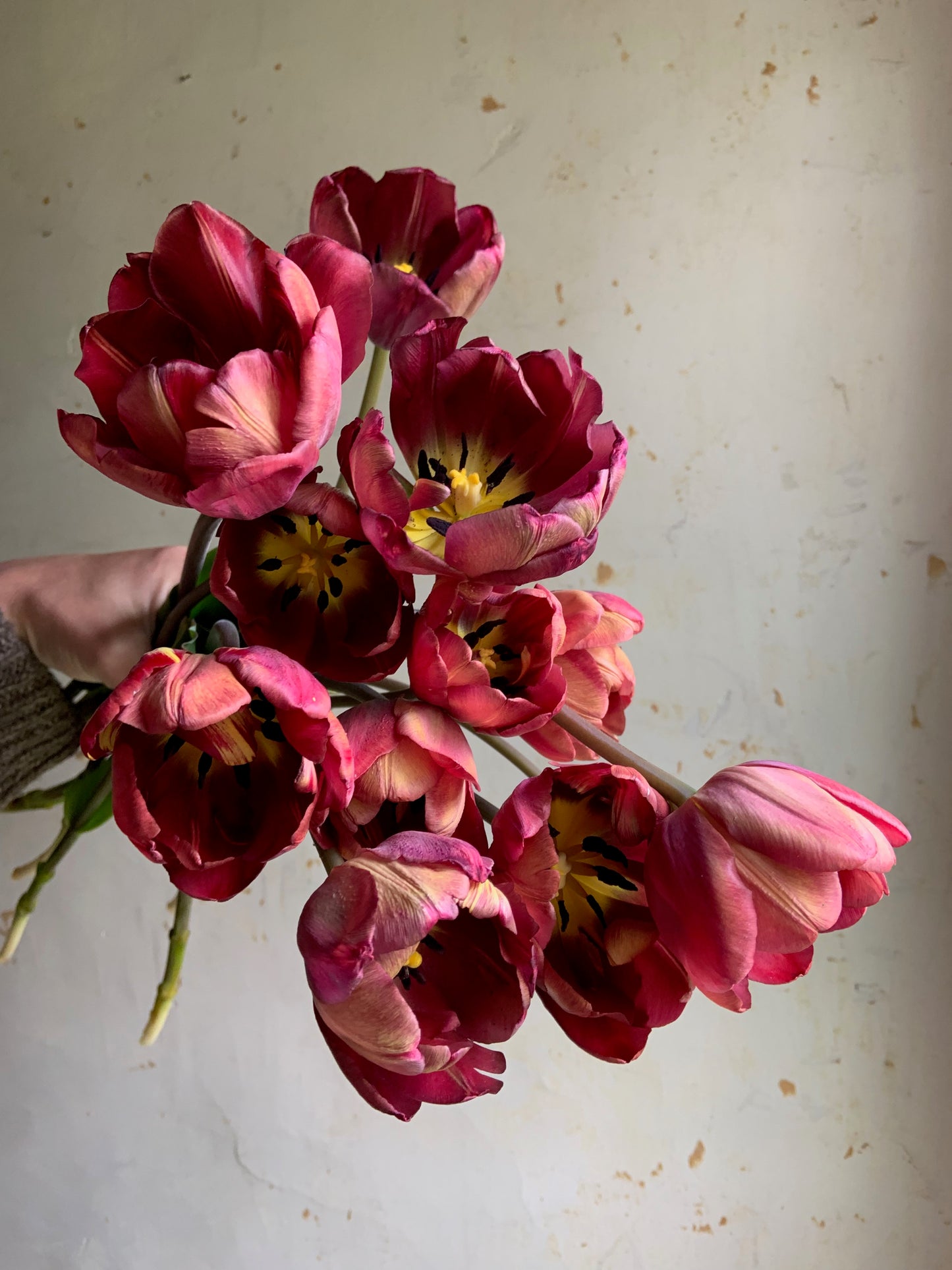 Tulip 'Ridgedale'