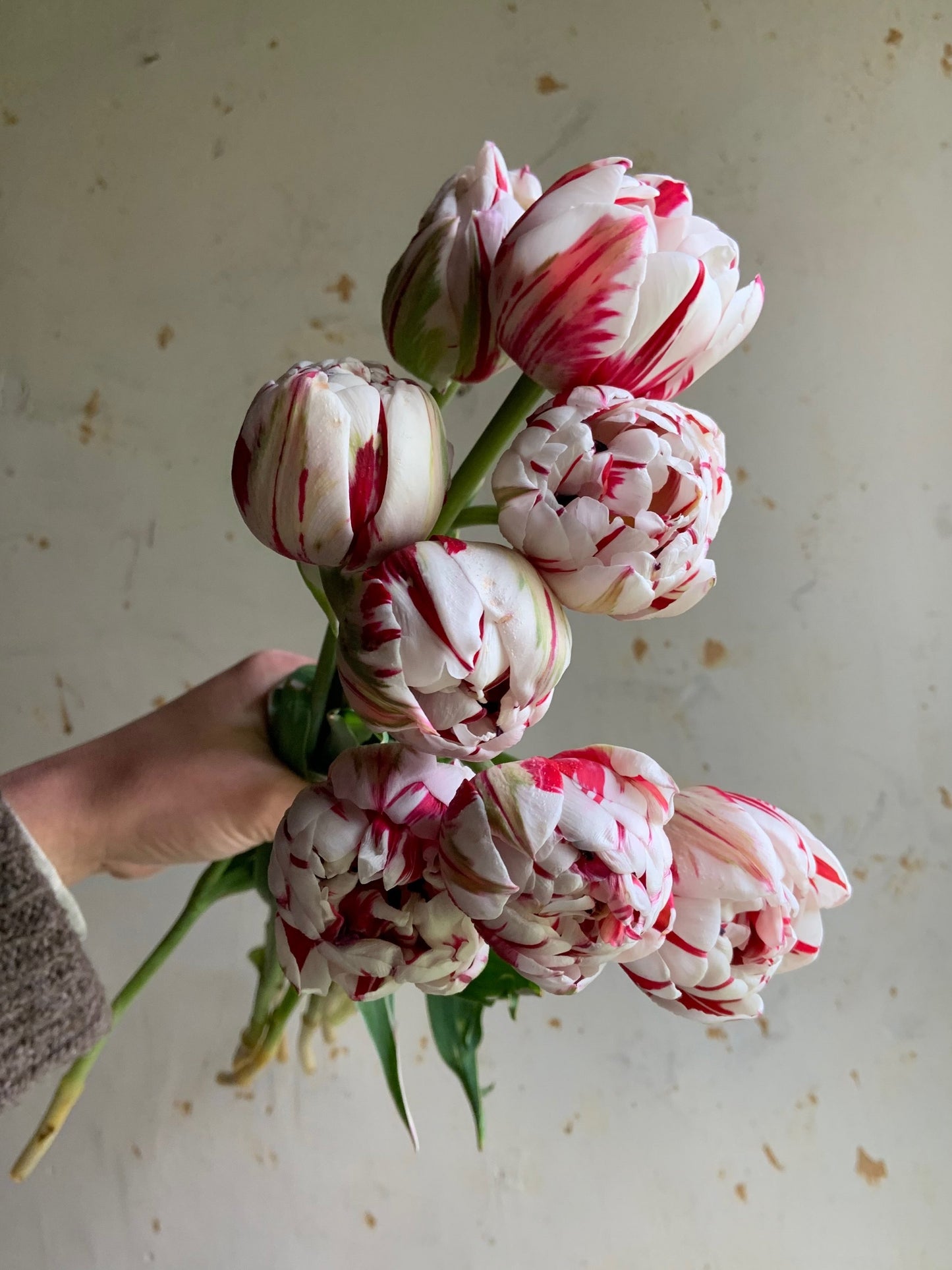 Tulip 'Carnival de Nice'