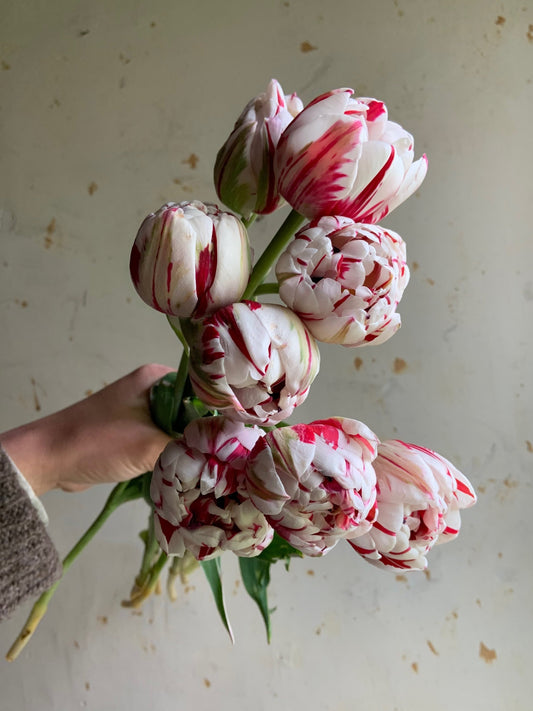 Tulip 'Carnival de Nice'