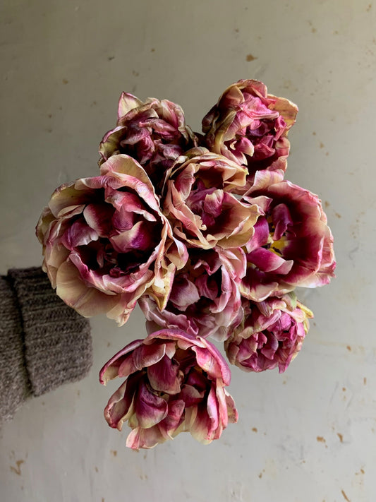Tulip 'Wyndham'