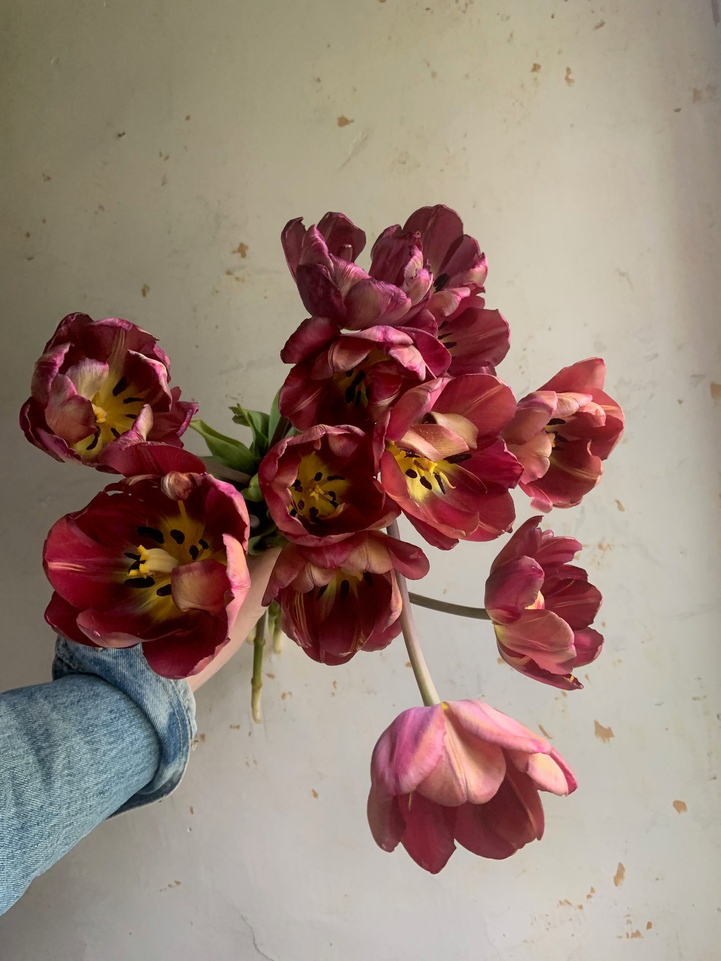 Tulip 'Ridgedale'