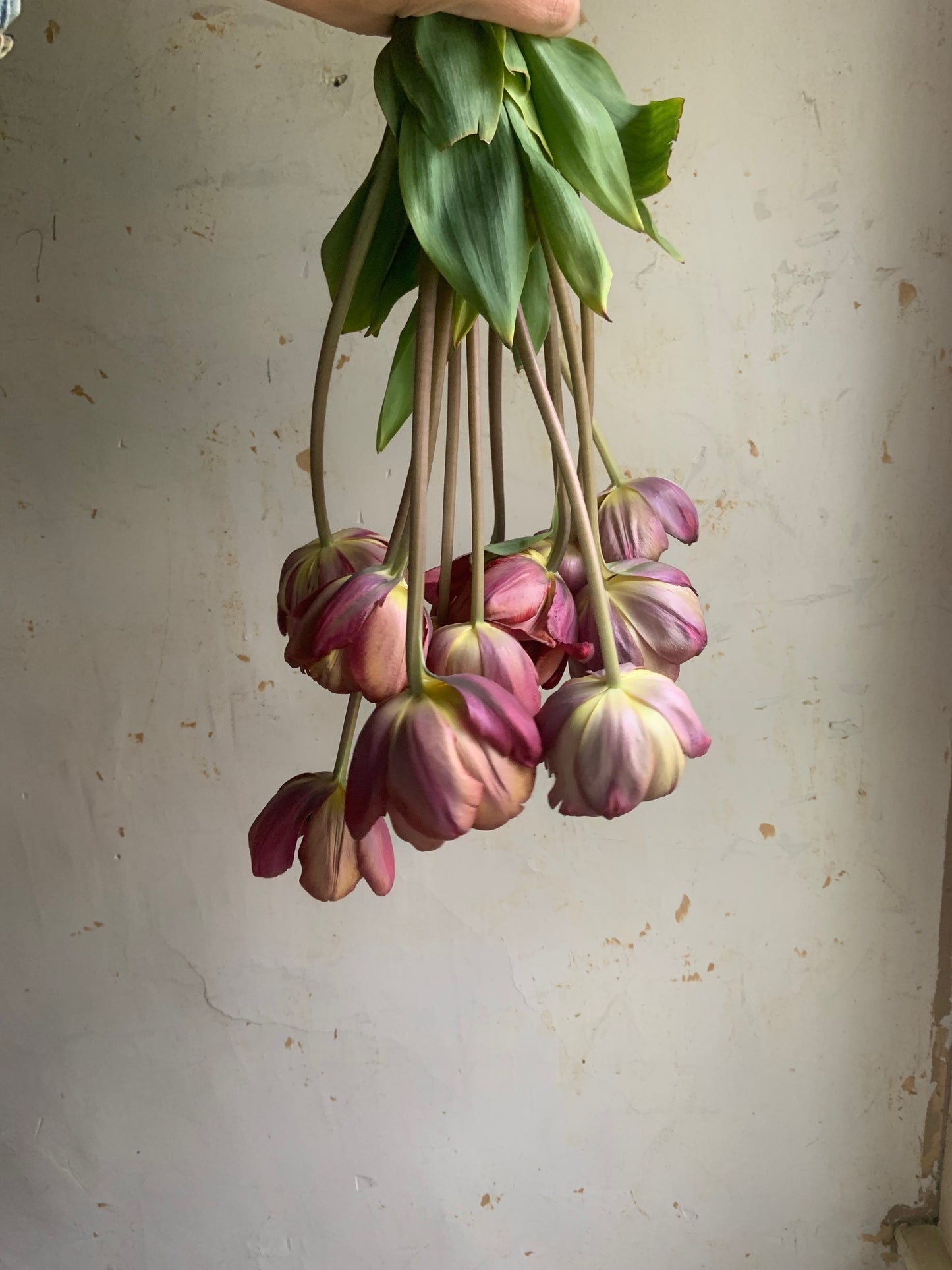 Tulip 'Ridgedale'