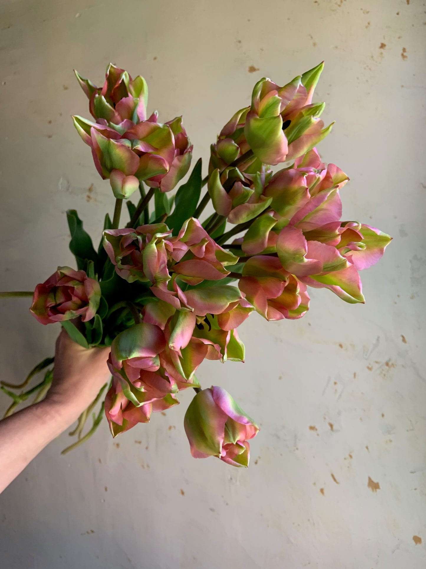 Tulip 'Greenland'