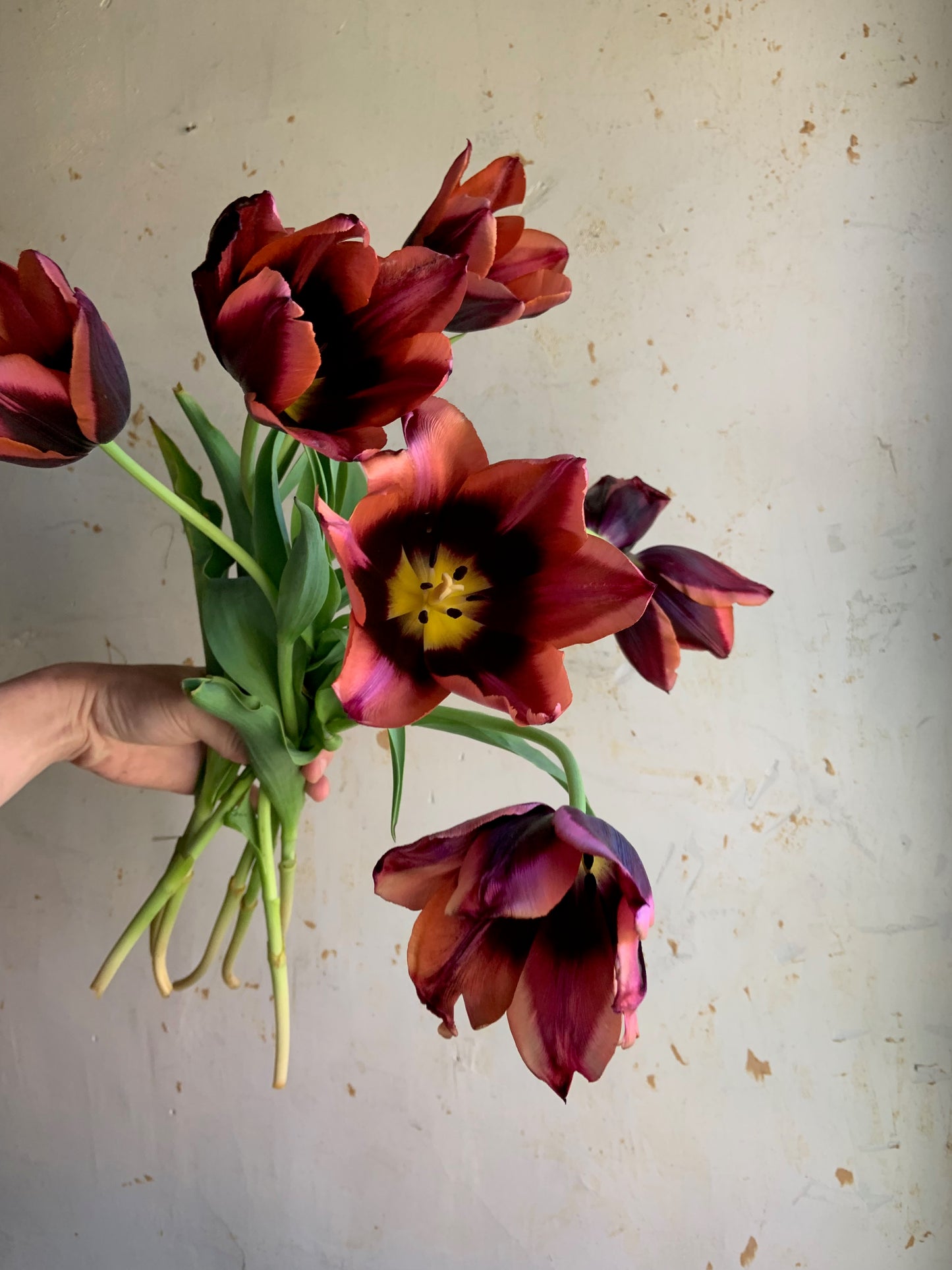 Tulip 'Slawa’
