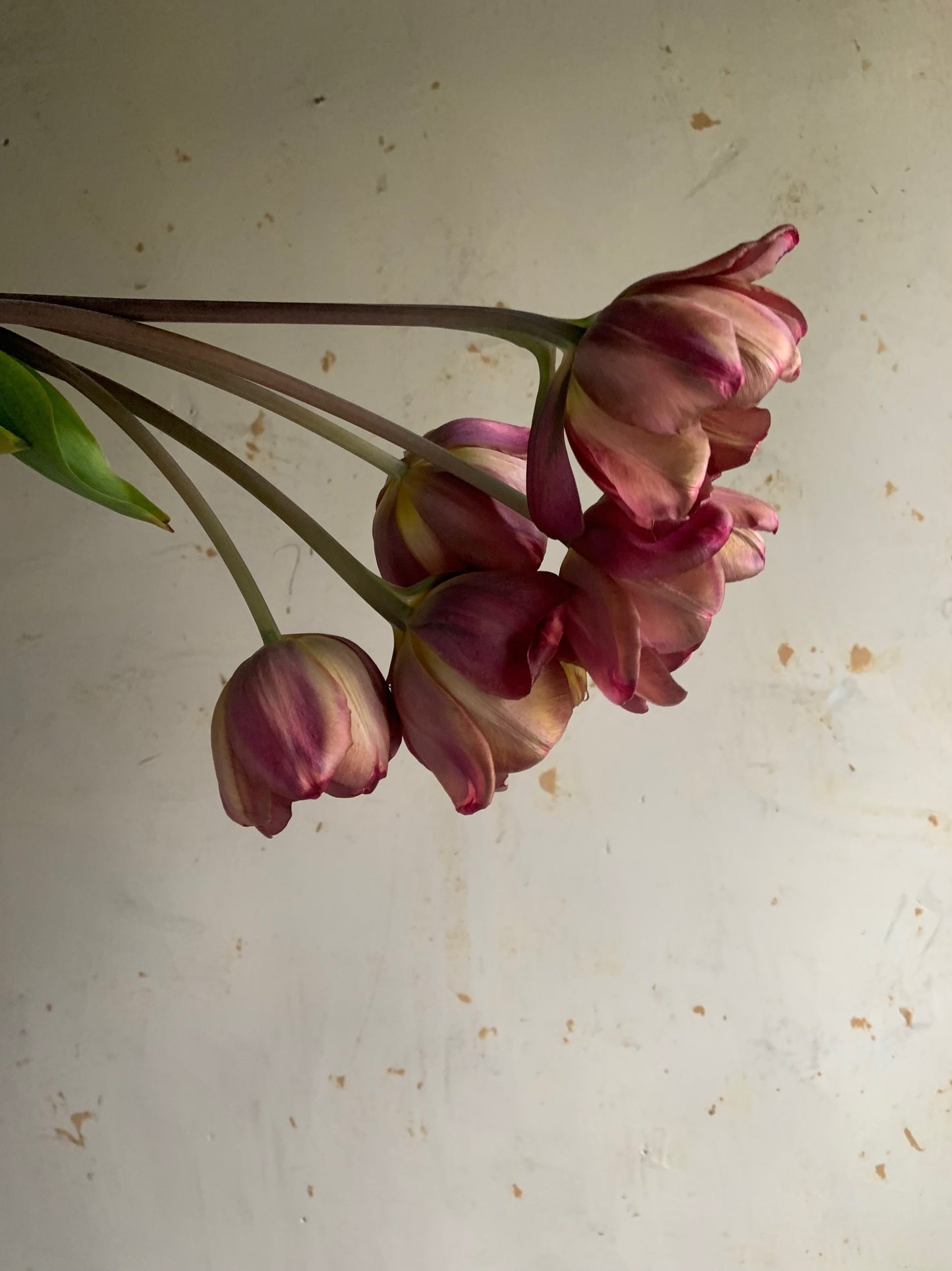 Tulip 'Ridgedale'