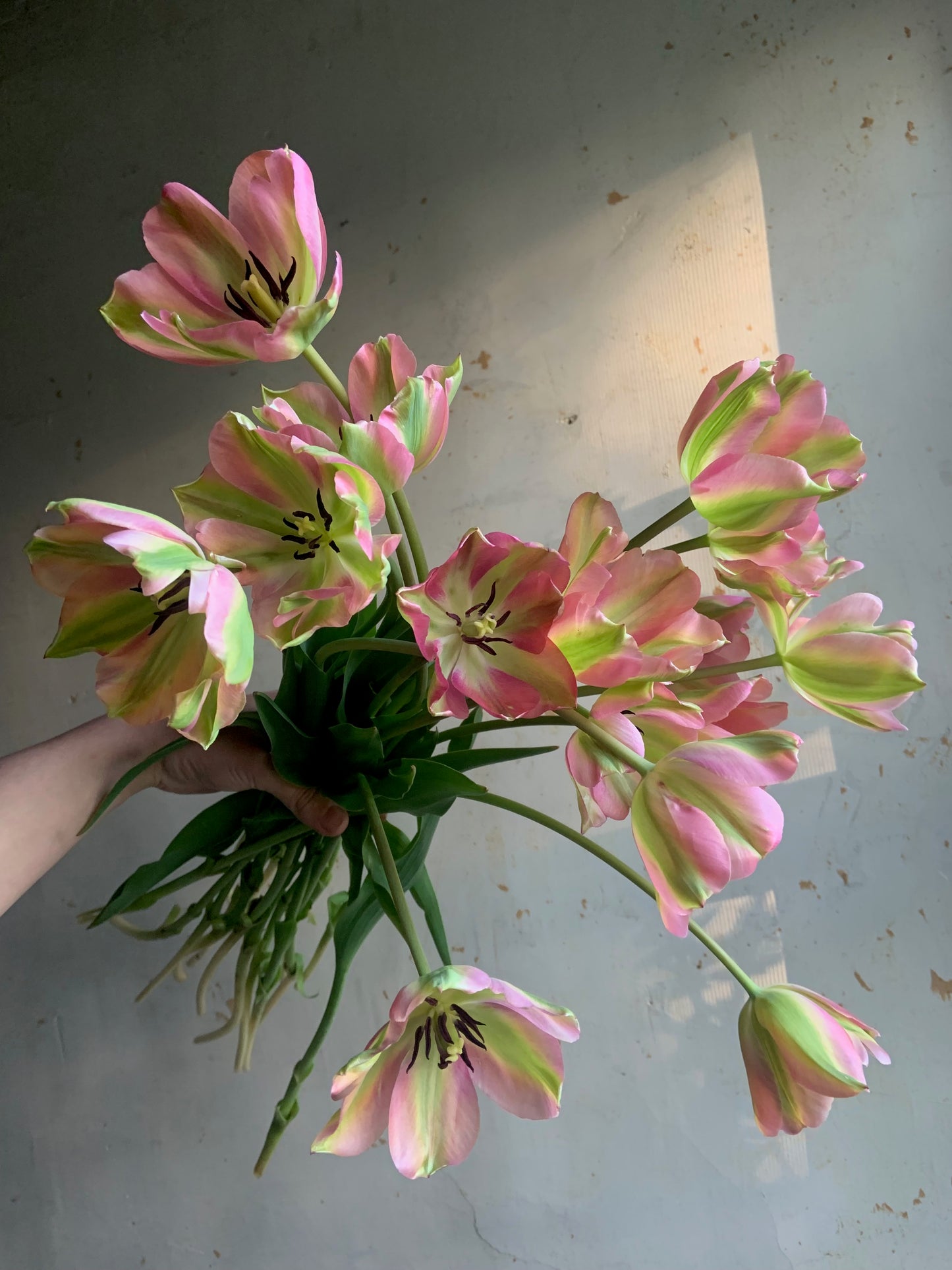 Tulip 'Greenland'