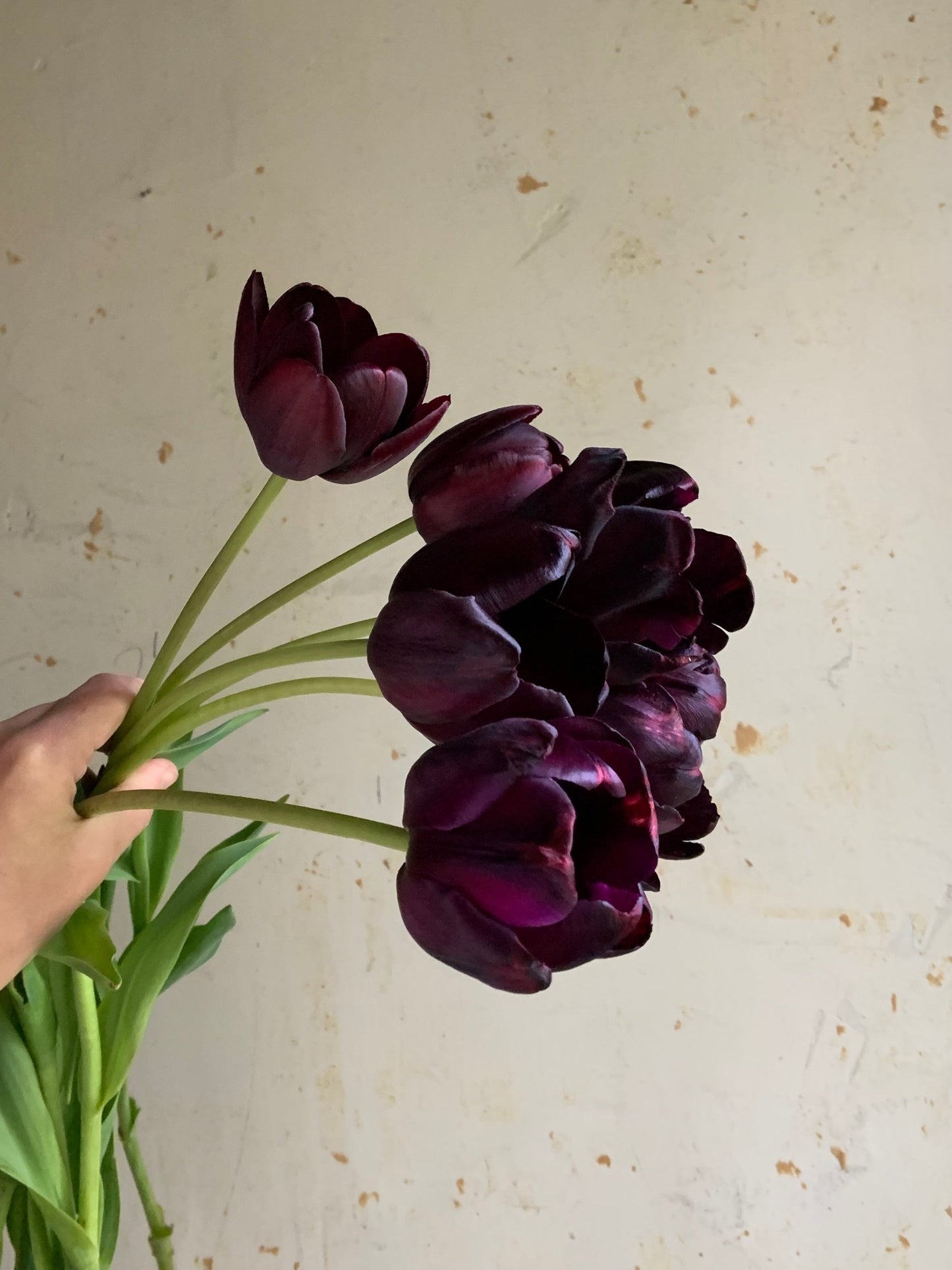 Tulip 'Queen of Night'