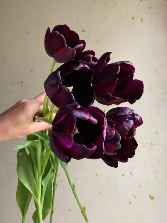 Tulip 'Queen of Night'