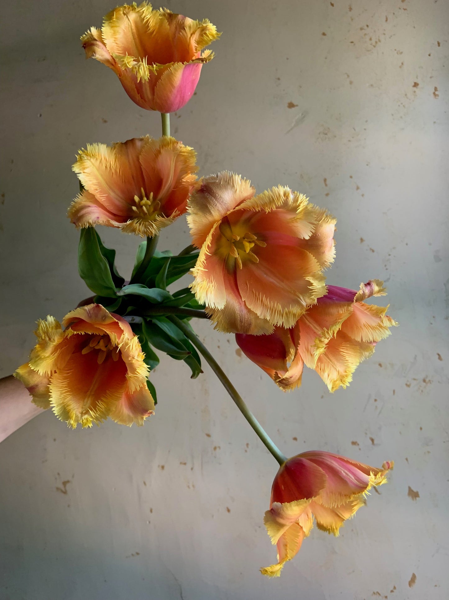 Tulip Collection 'Old Penny'