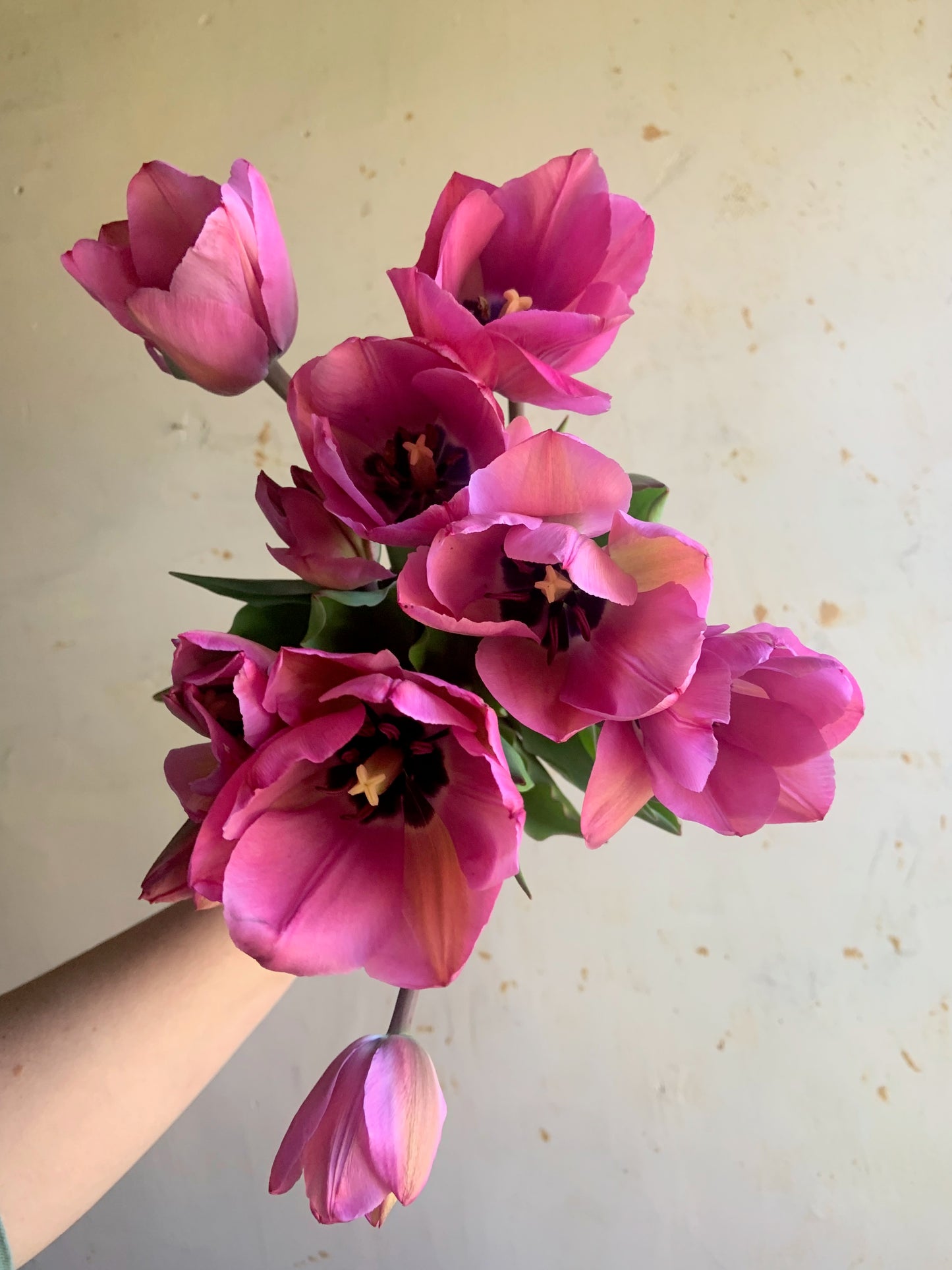 Tulip 'Janis Joplin'