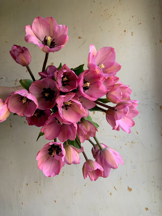Tulip 'Janis Joplin'