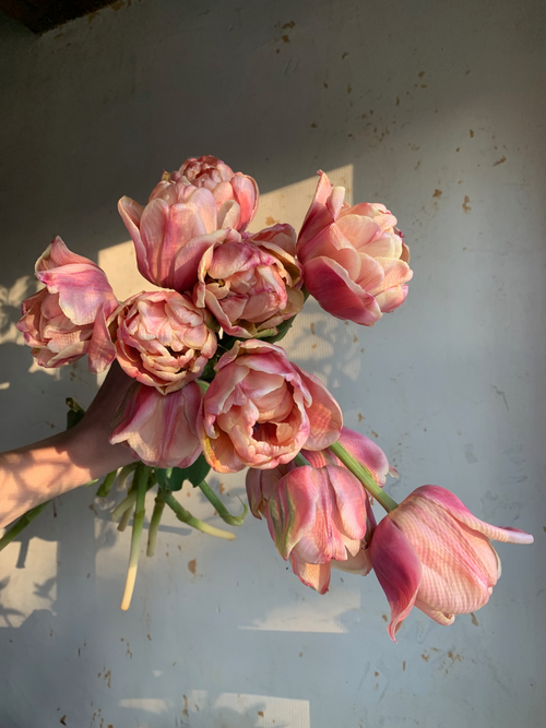 A bouquet of pink, peach, and burgundy colored tulips with green leaves, placed in front of a window with natural light.