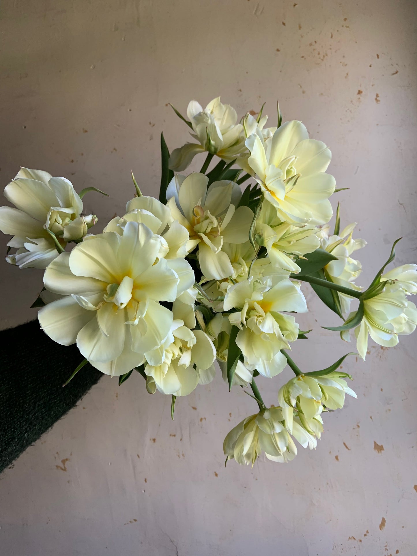 Tulip 'Exotic Emperor'