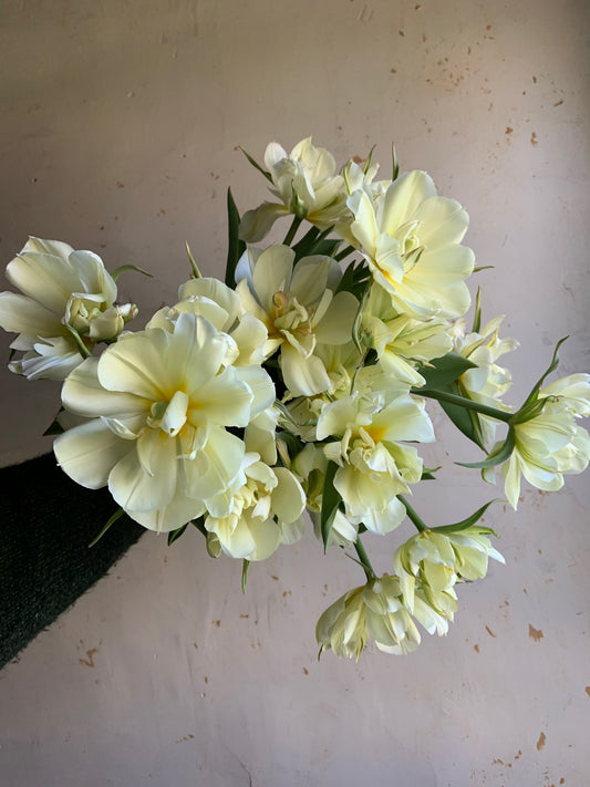 Tulip 'Exotic Emperor'