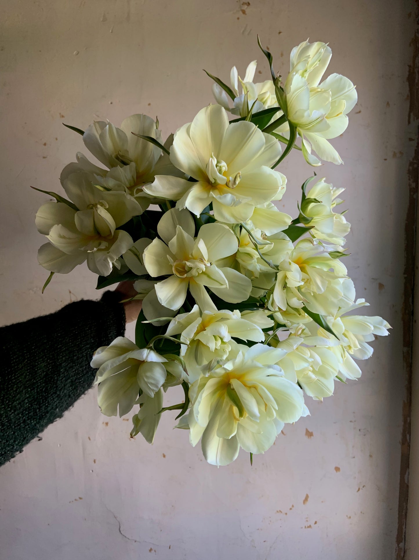 Tulip 'Exotic Emperor'