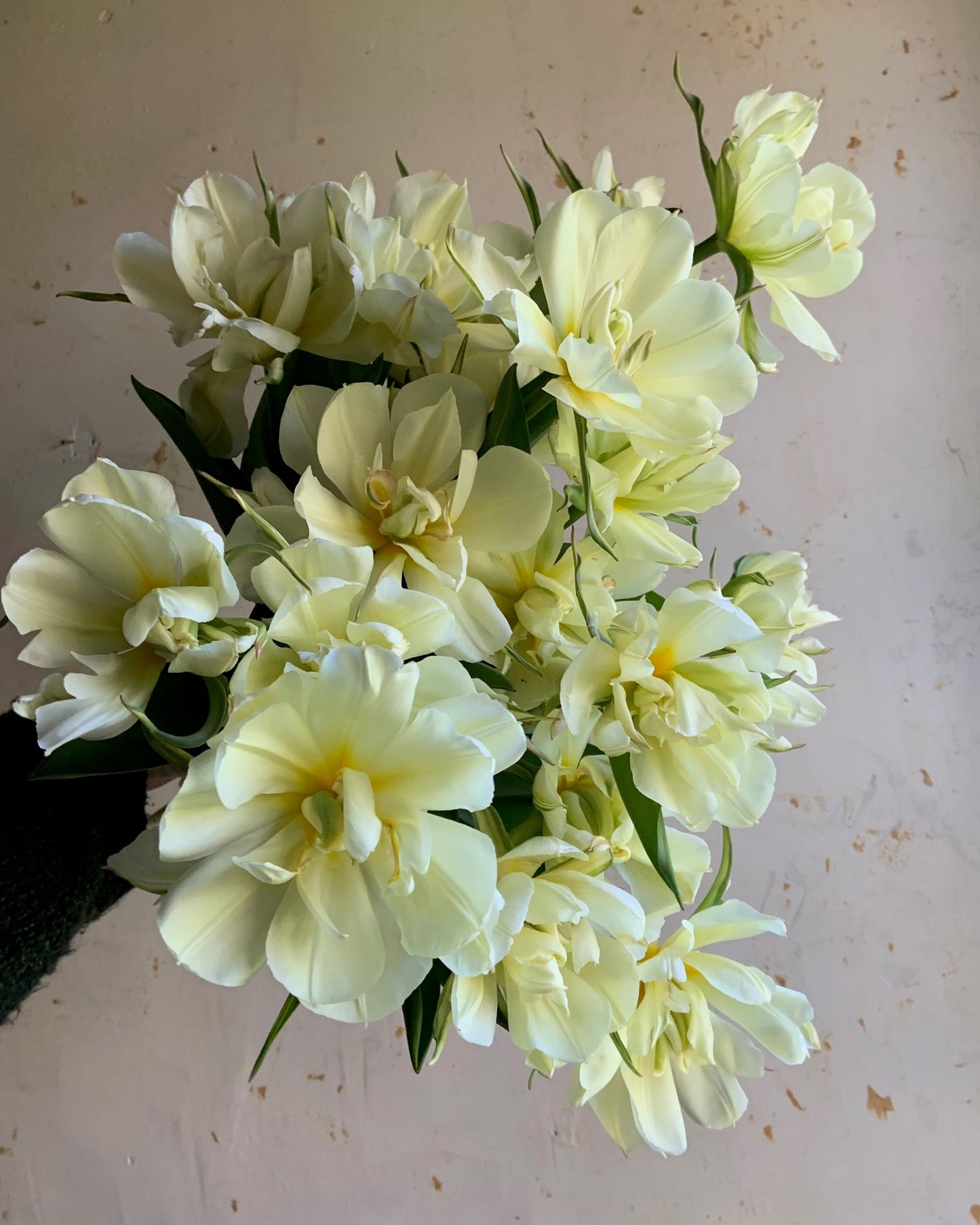 Bouquet of light yellow flowers on a plain background