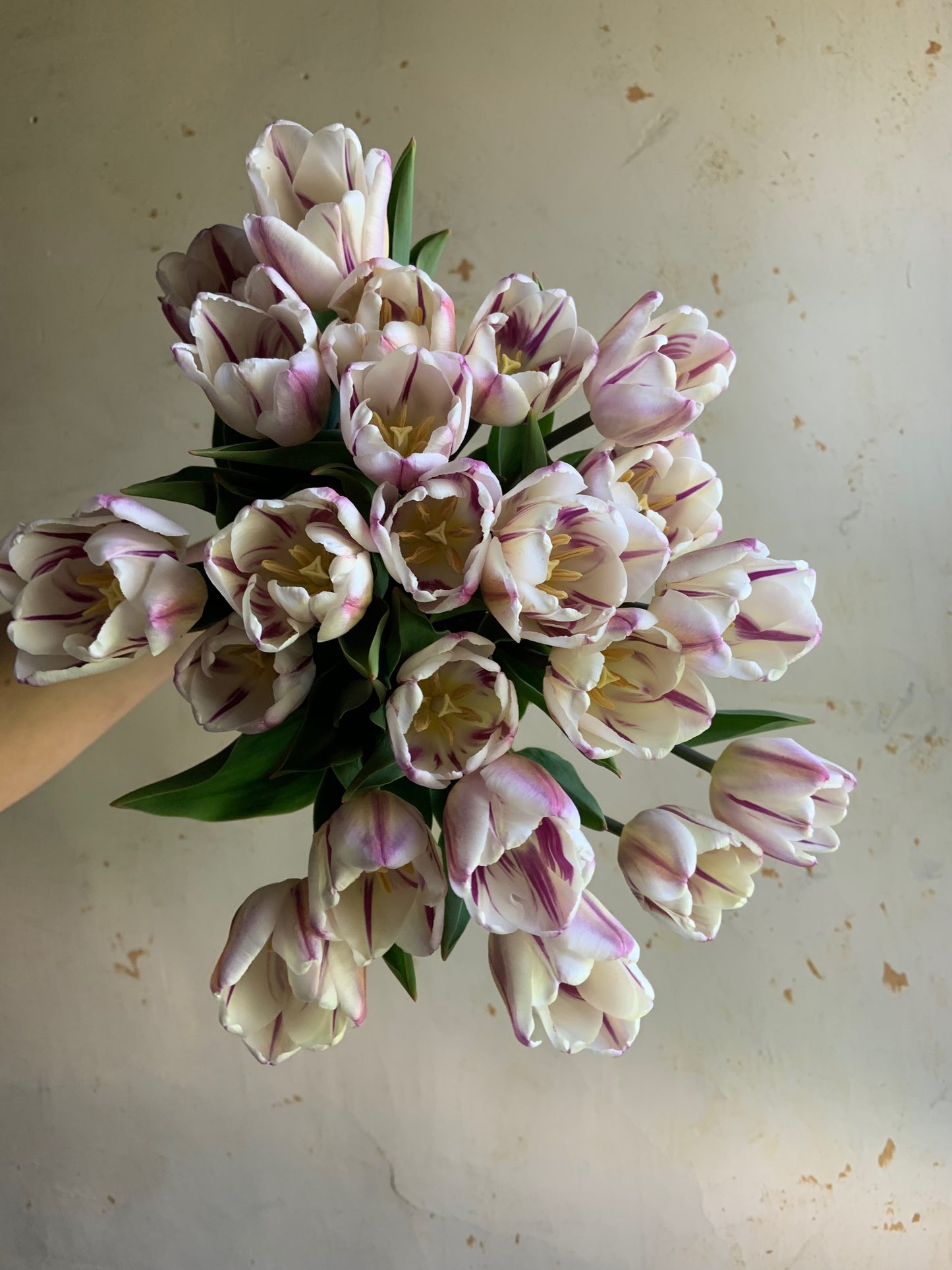Tulip 'Flaming Flag'