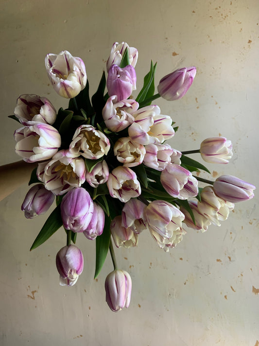 Tulip 'Flaming Flag'