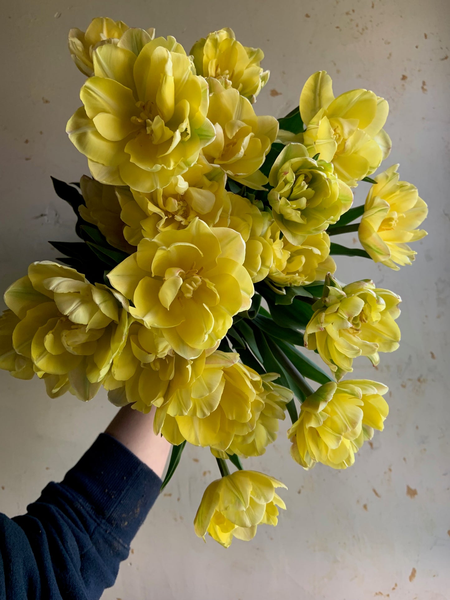 Tulip 'Foxy Foxtrot'