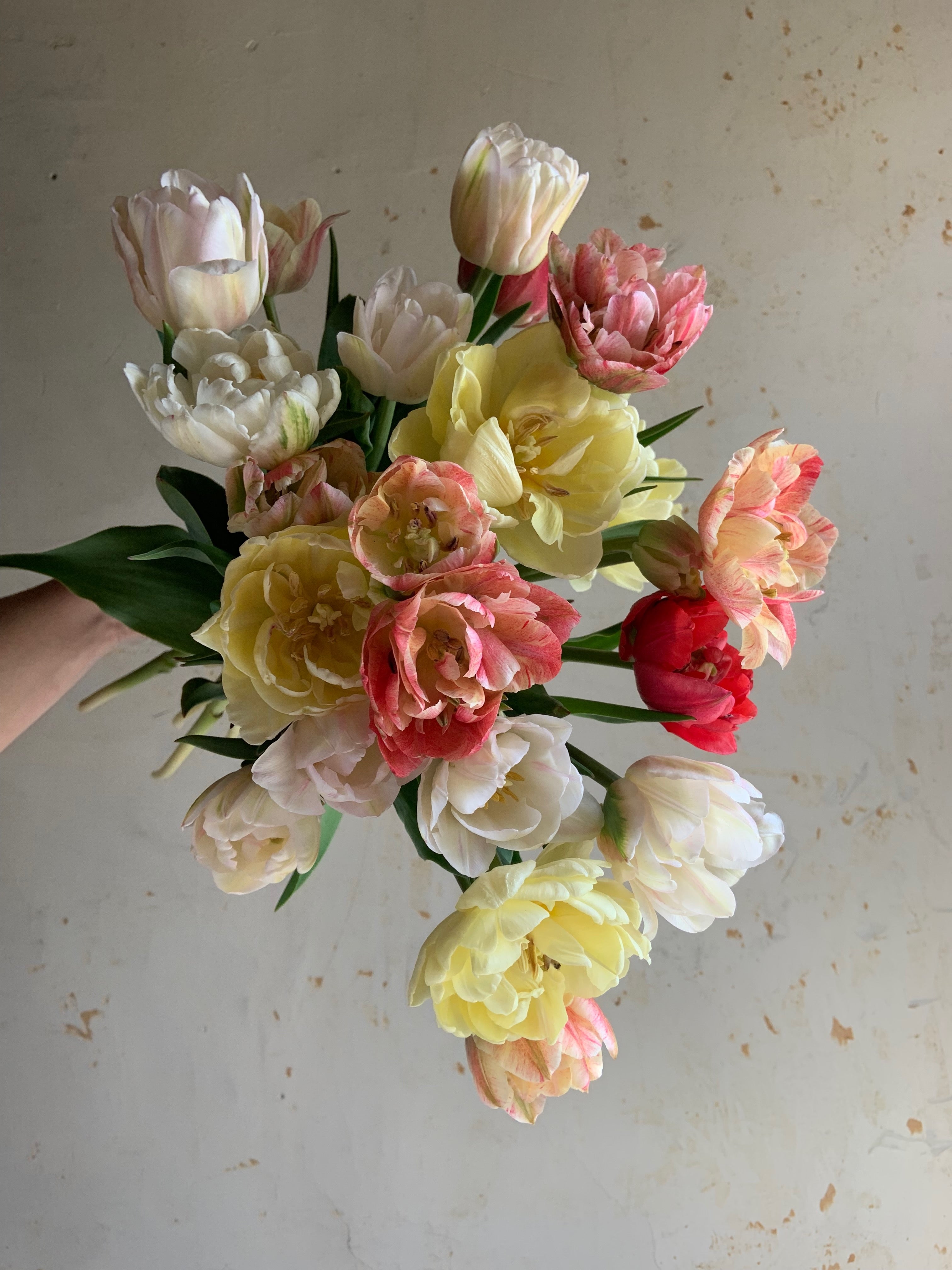 Bouquet of colorful tulips held against a plain background