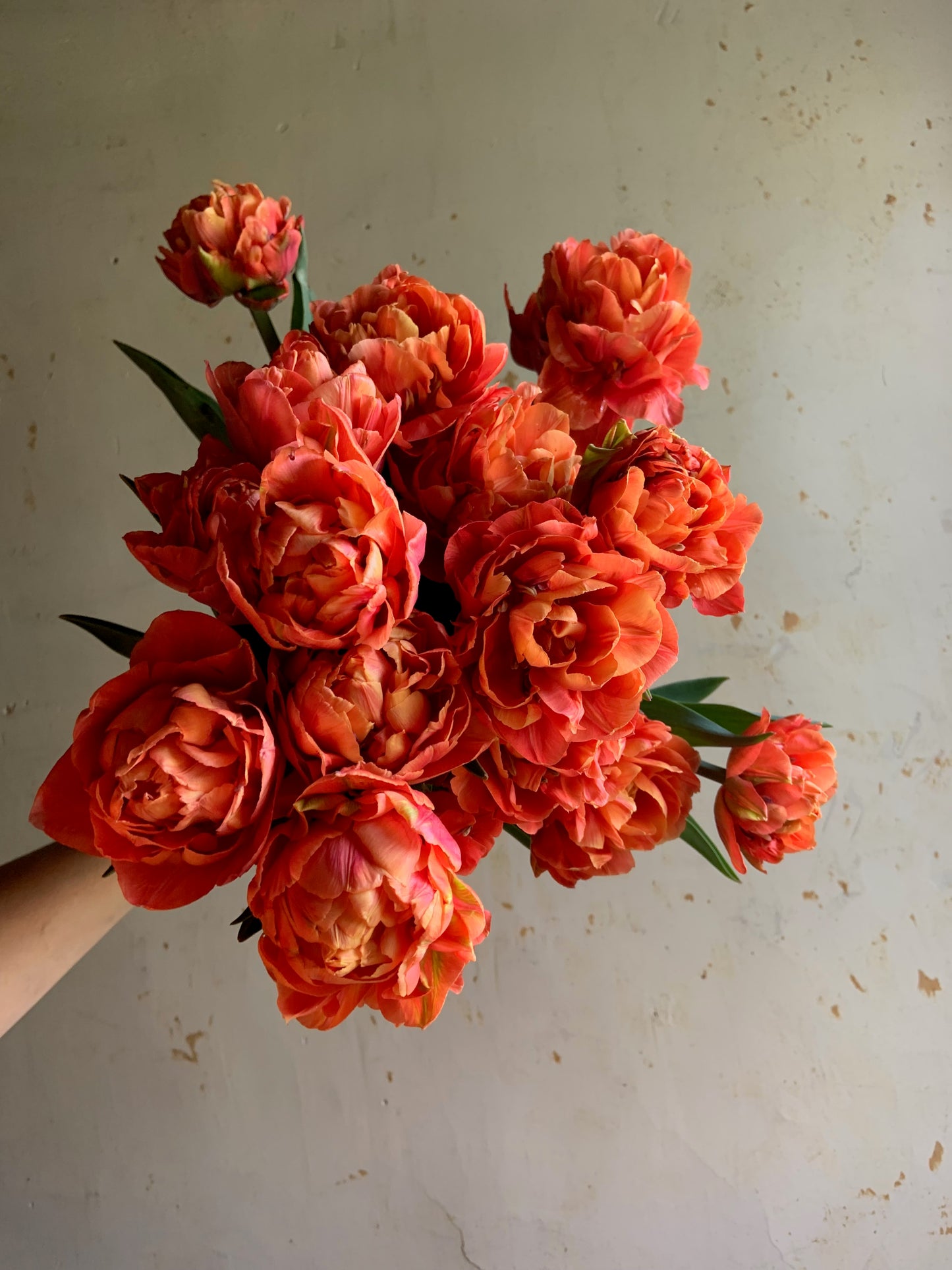 Tulip 'Valdivia'