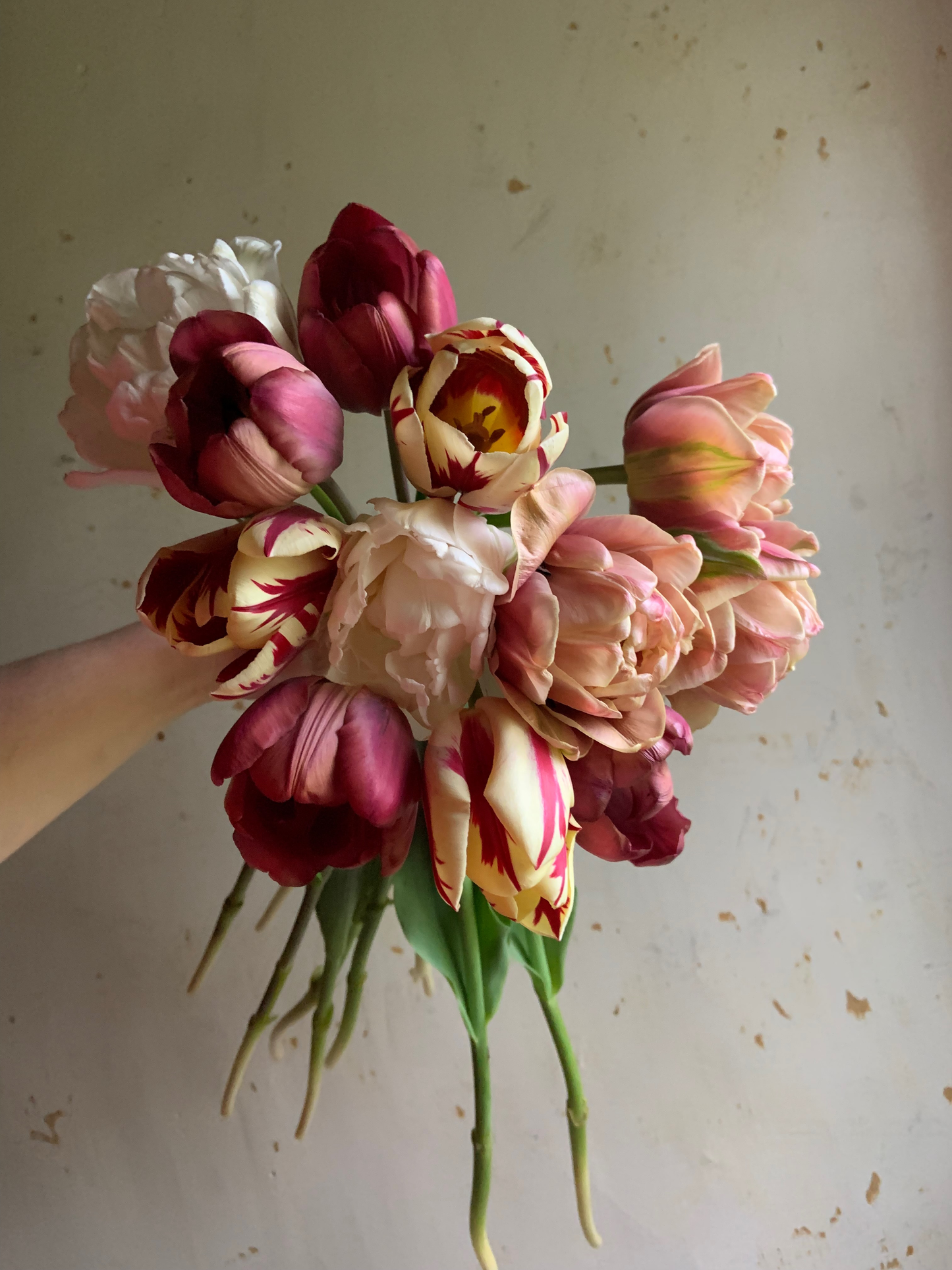 Tulip Collection 'Gone Antiquing'