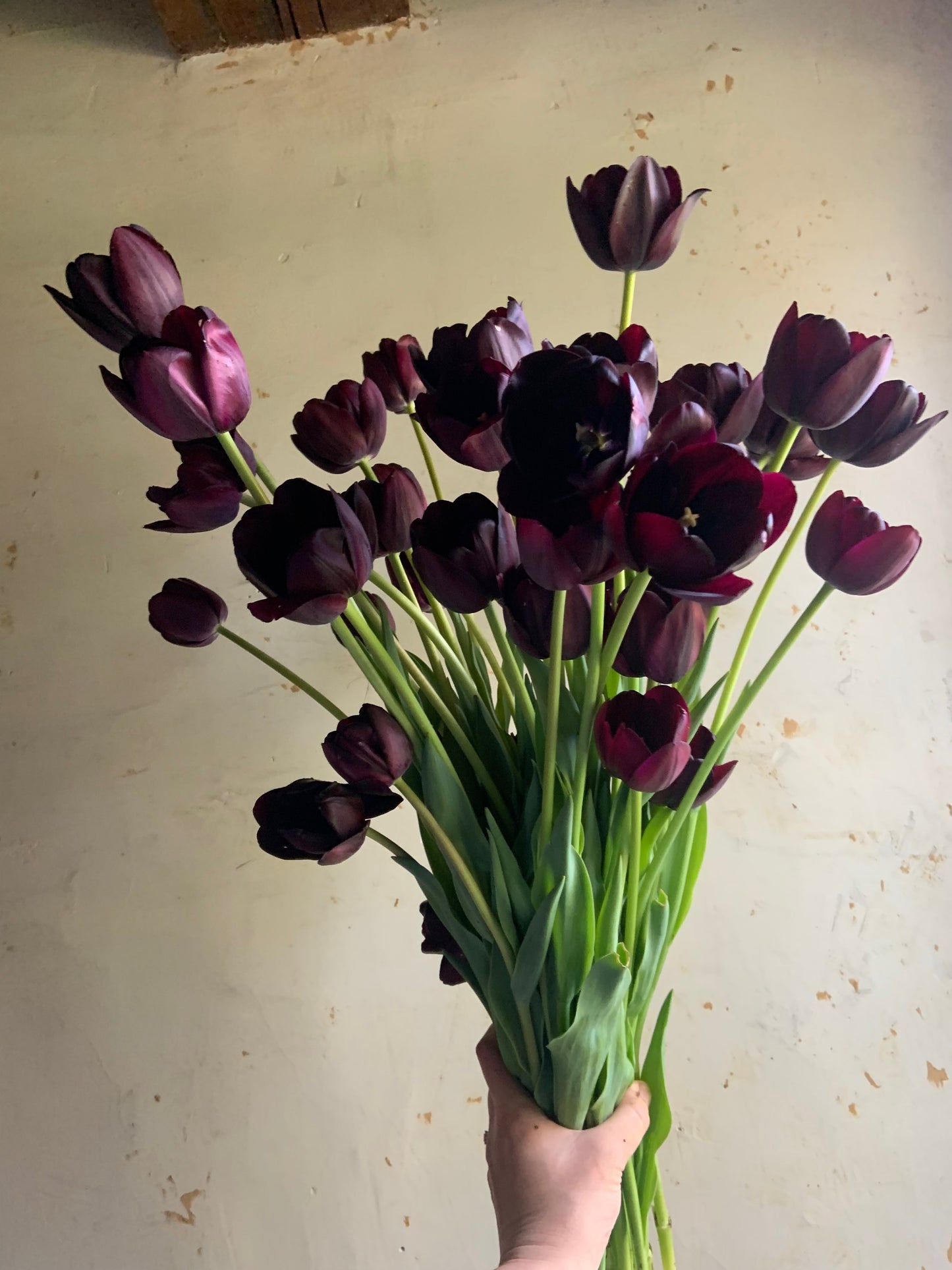 Tulip 'Queen of Night'