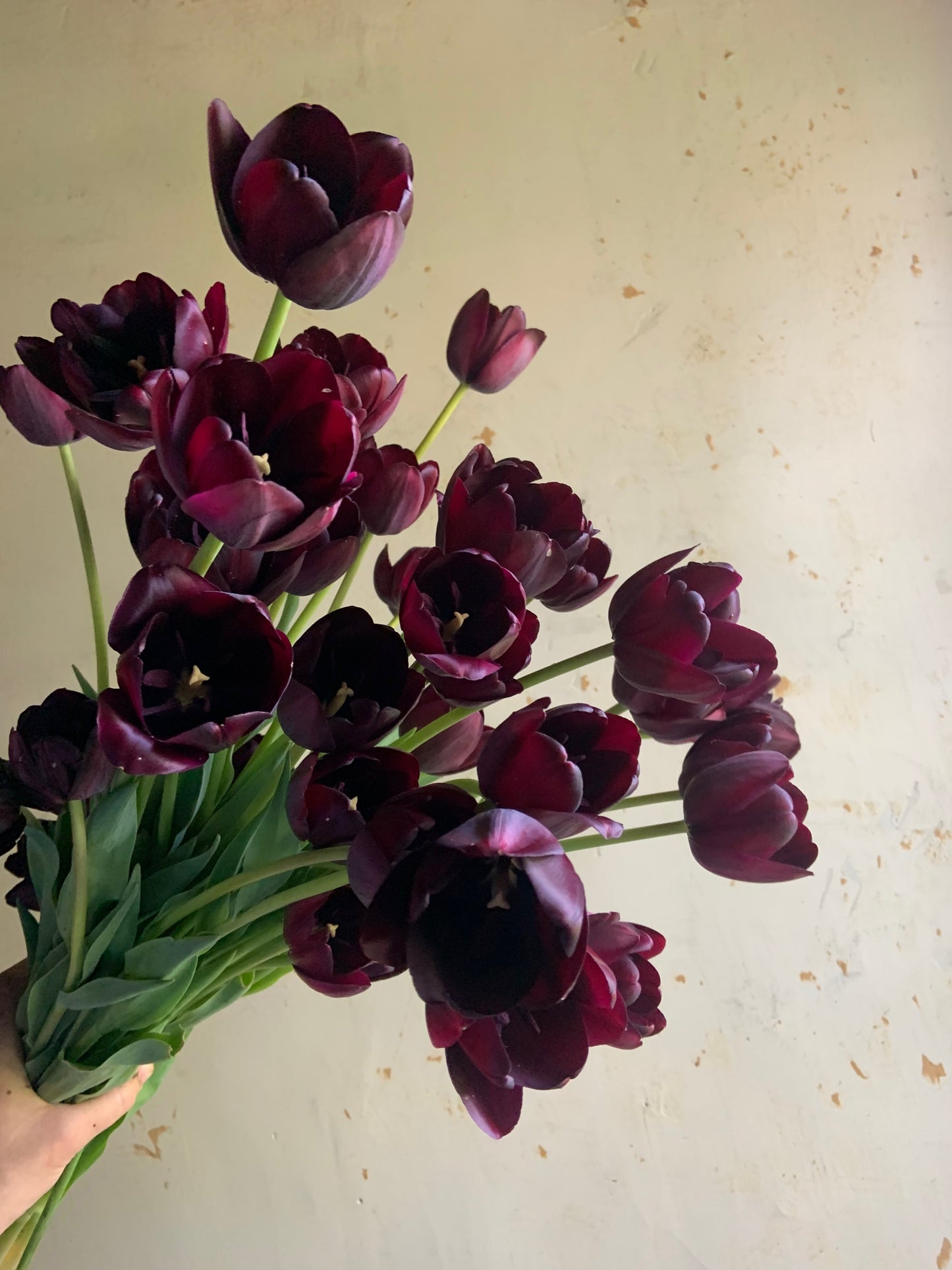 Tulip 'Queen of Night'