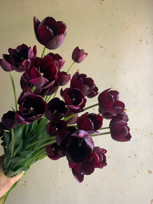 Tulip 'Queen of Night'