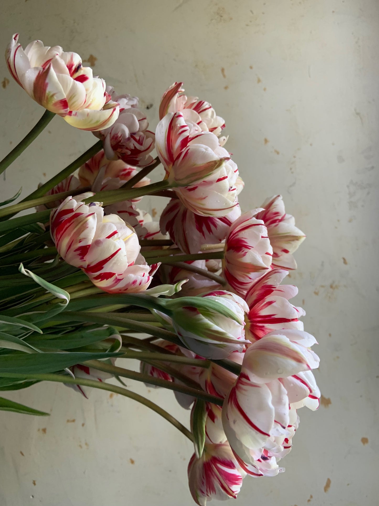 Tulip 'Carnival de Nice'