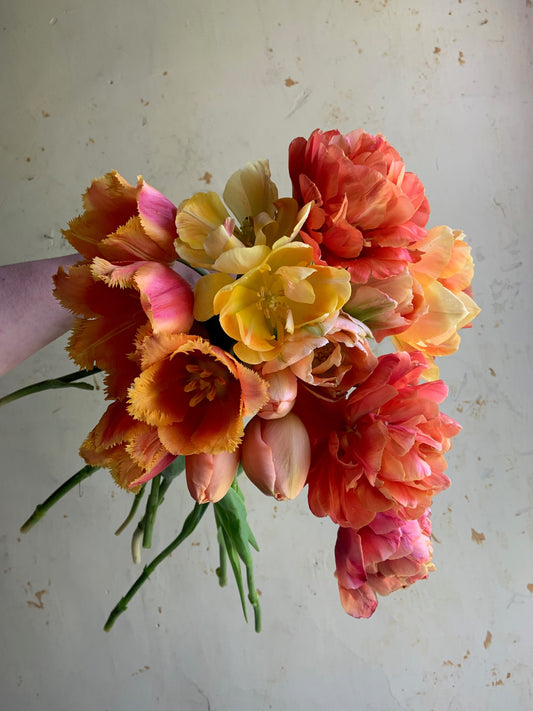 Tulip Collection 'Golden Hour'